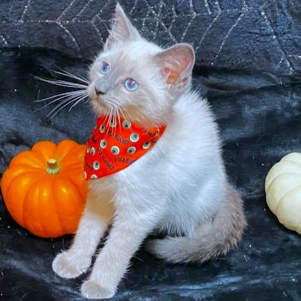 Brenda Blue  Blue photo 1