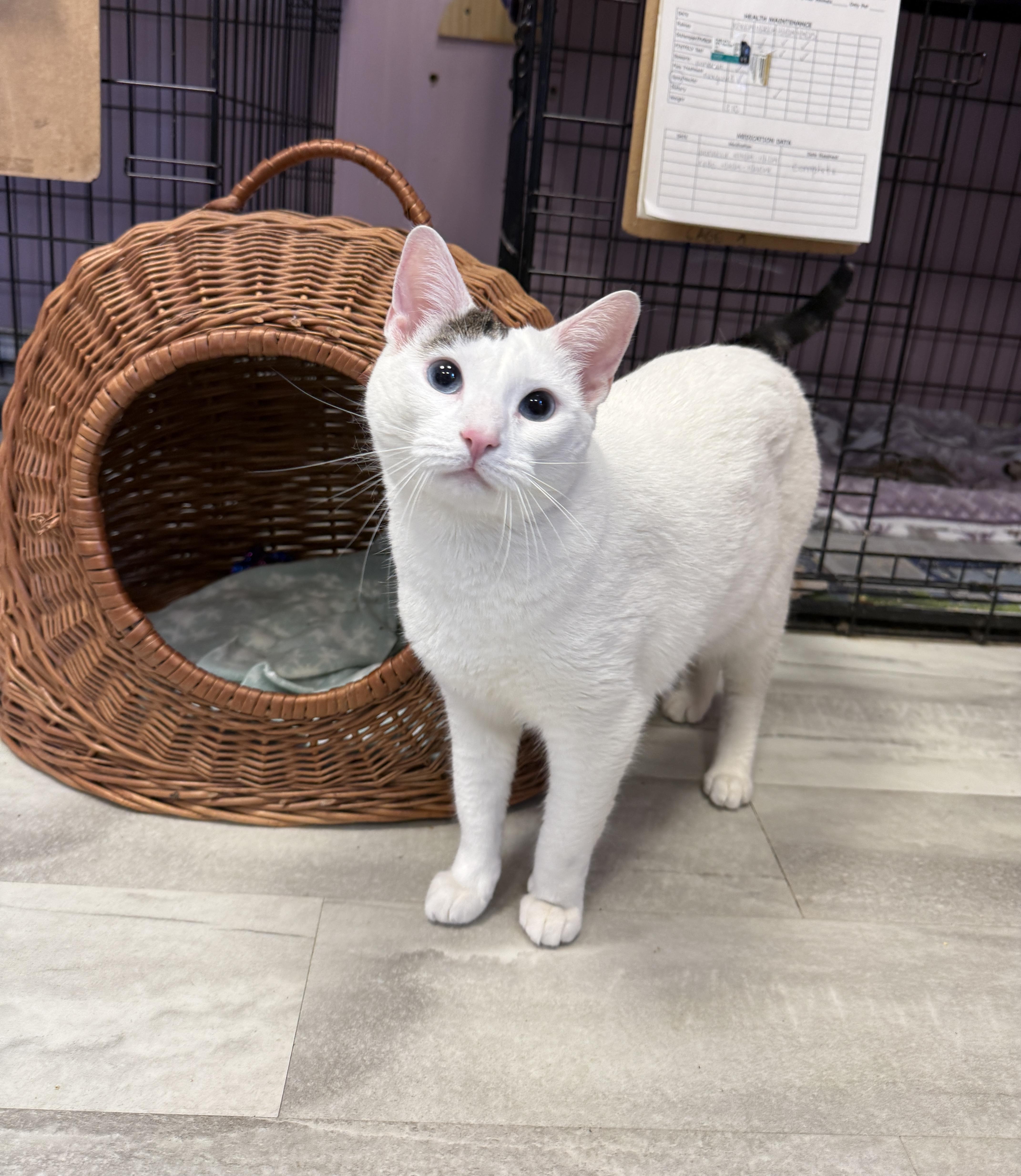 Enlarge Phoebe, an adopted Domestic Short Hair in Freeport, NY image 1/1