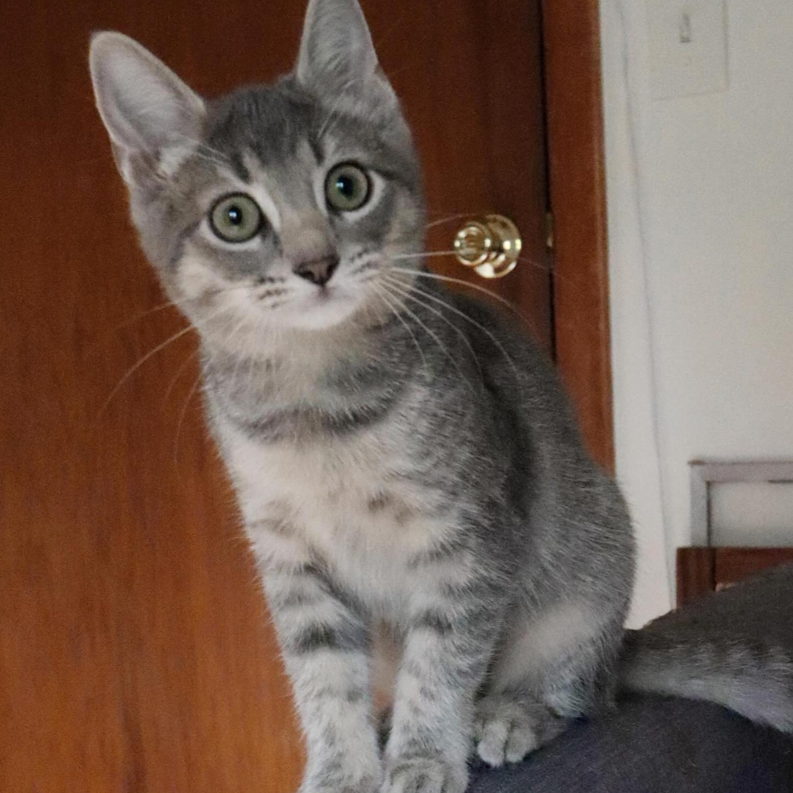 Marjoram (aka Margie), Adopted, Kitten Female Domestic Short Hair.