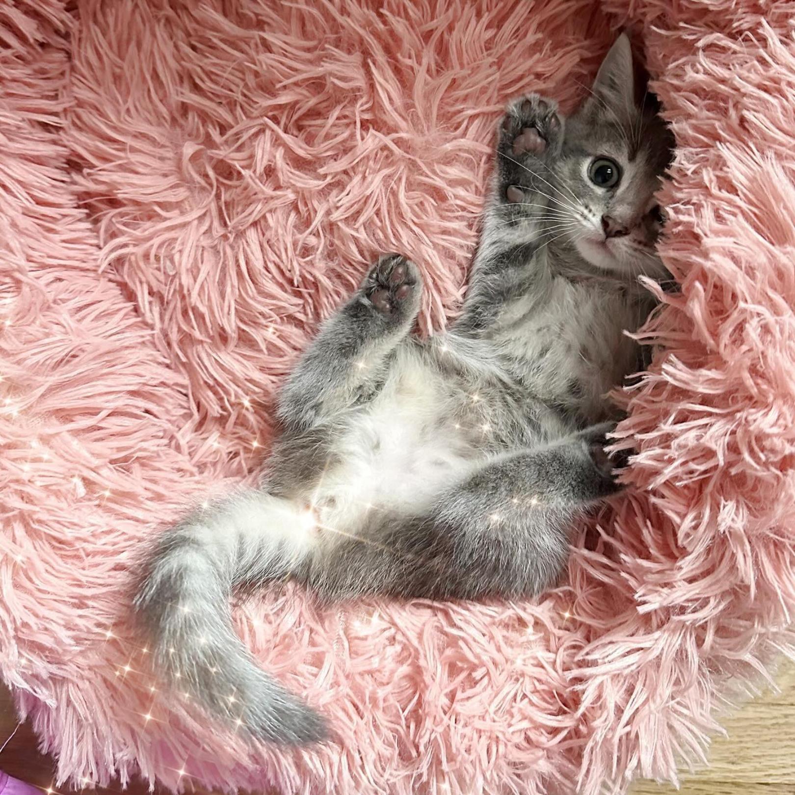 Enlarge Marjoram (aka Margie), a Adopted mixed breed in Nashville, TN image 2/5