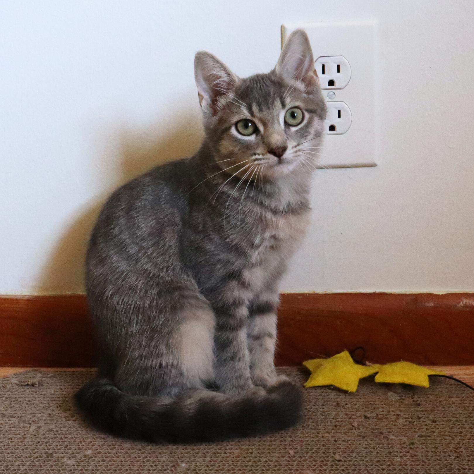 Enlarge Marjoram (aka Margie), a Adopted mixed breed in Nashville, TN image 4/5