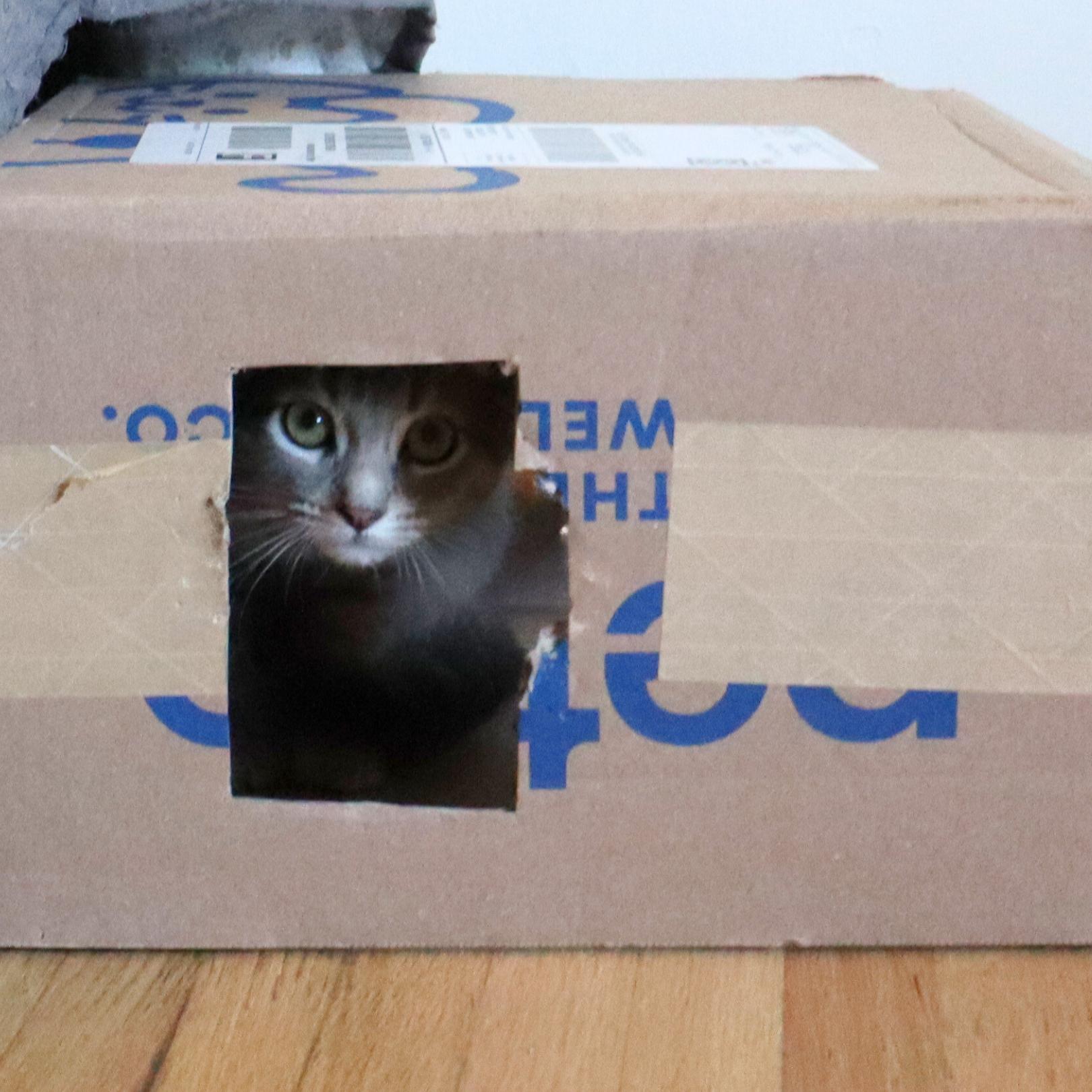 Enlarge Marjoram (aka Margie), a Adopted mixed breed in Nashville, TN image 5/5