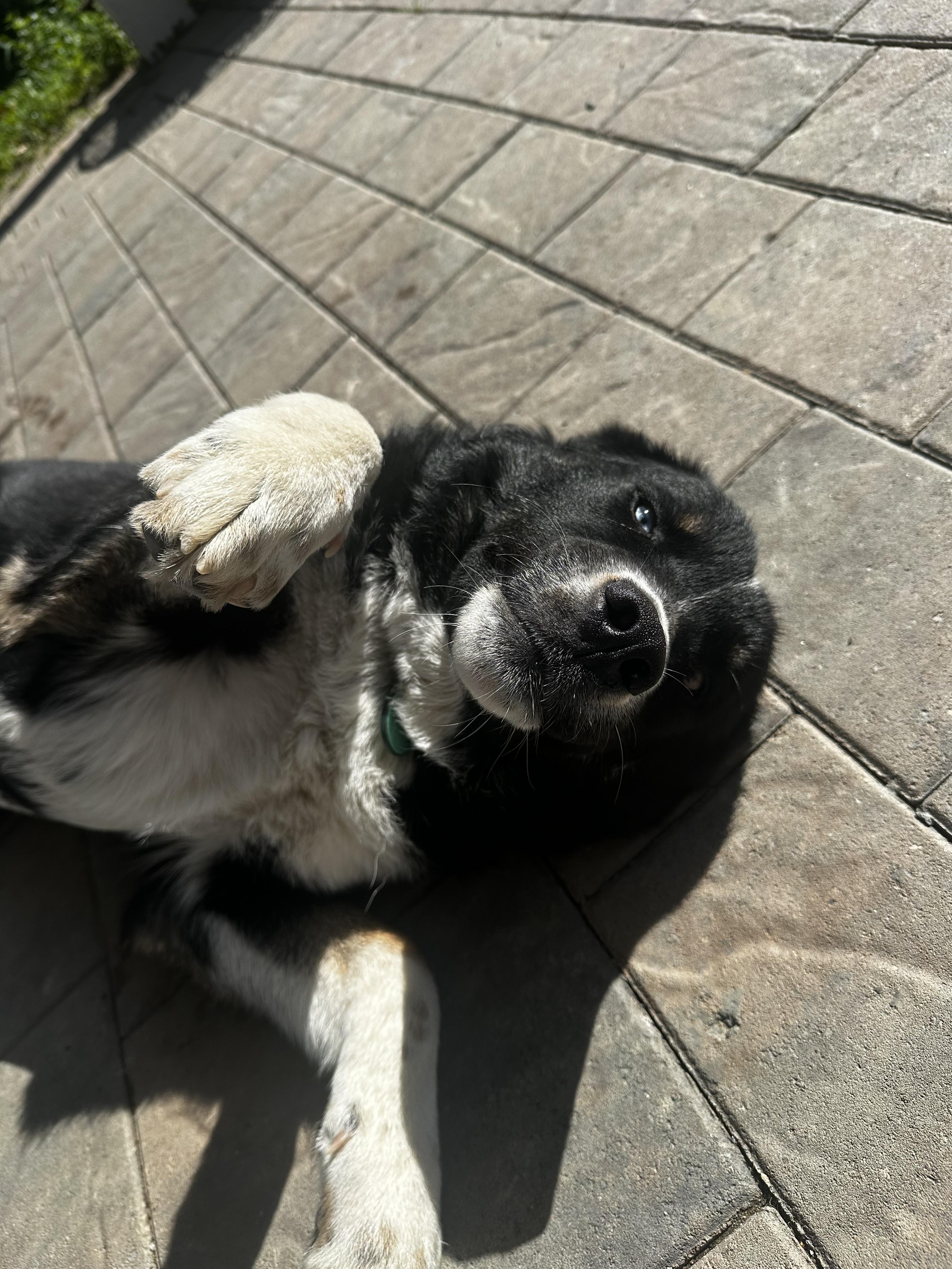 Draco, Adopted, Young Male Great Pyrenees & Labrador Retriever.