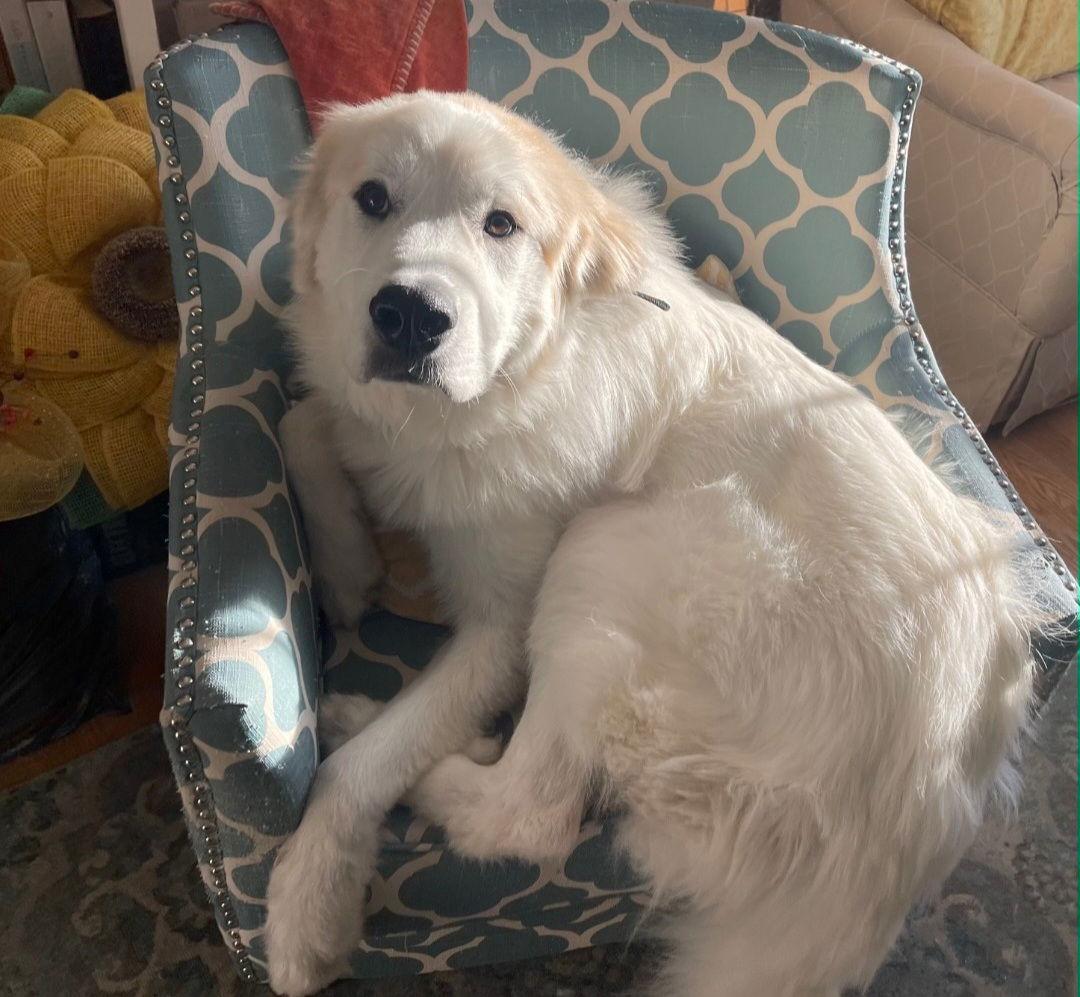 Murphy, Adoptable, Adult Male Great Pyrenees.