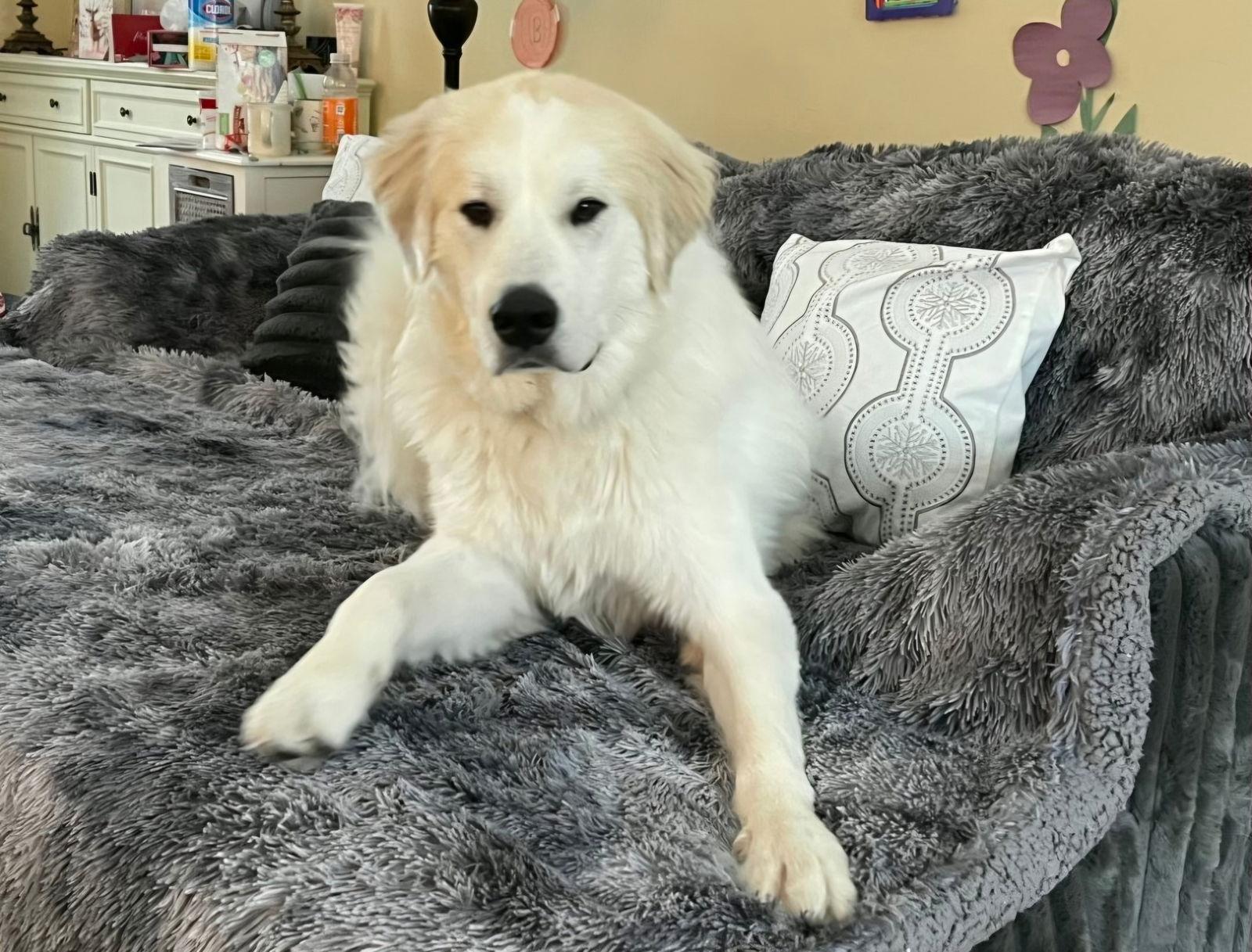 Enlarge Murphy, a Adoptable Great Pyrenees in Croydon, NH image 3/3