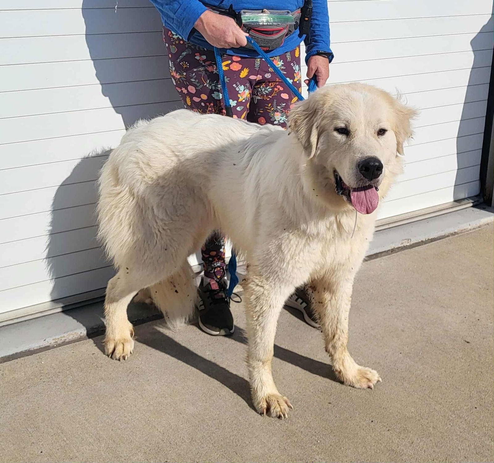 Murphy, Adoptable, Adult Male Great Pyrenees.