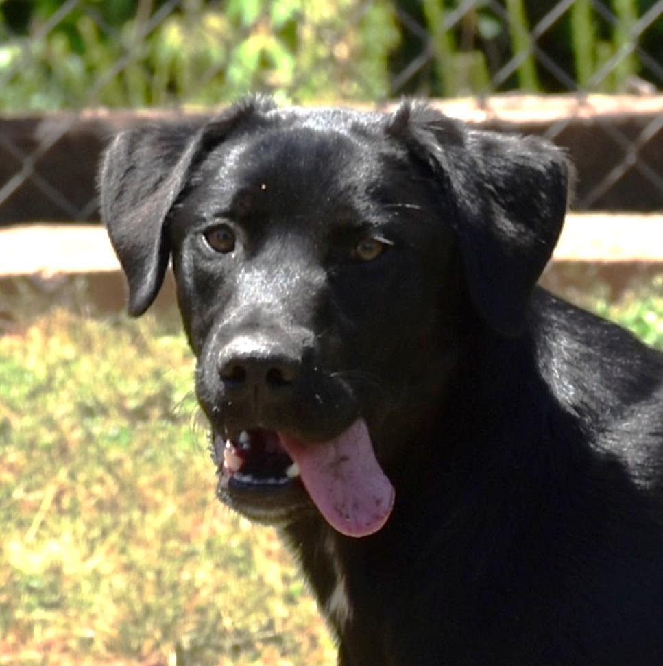 Ace, a ADOPTABLE mixed breed in Wedowee, AL image 3/6