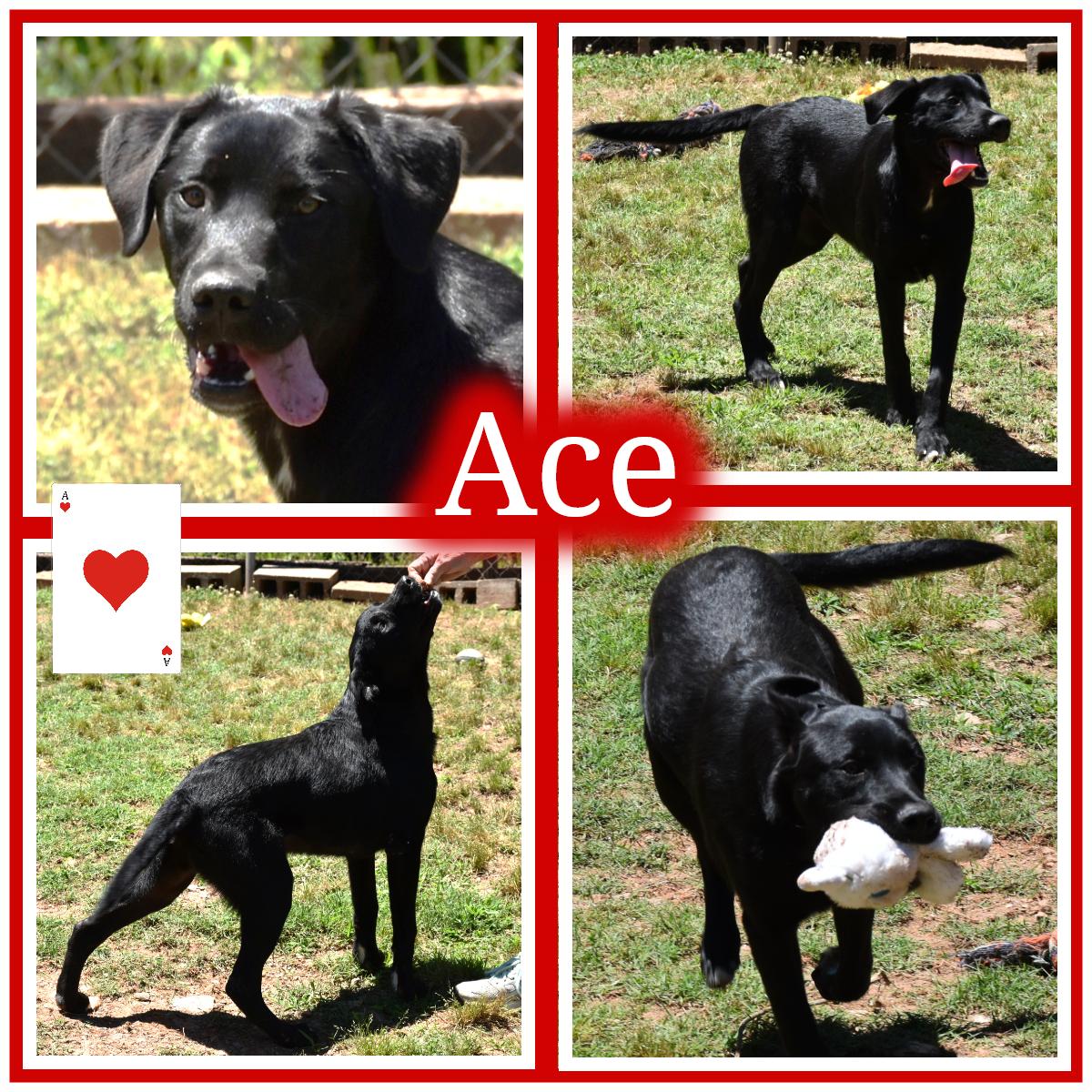Ace, ADOPTABLE, Young Male Labrador Retriever.