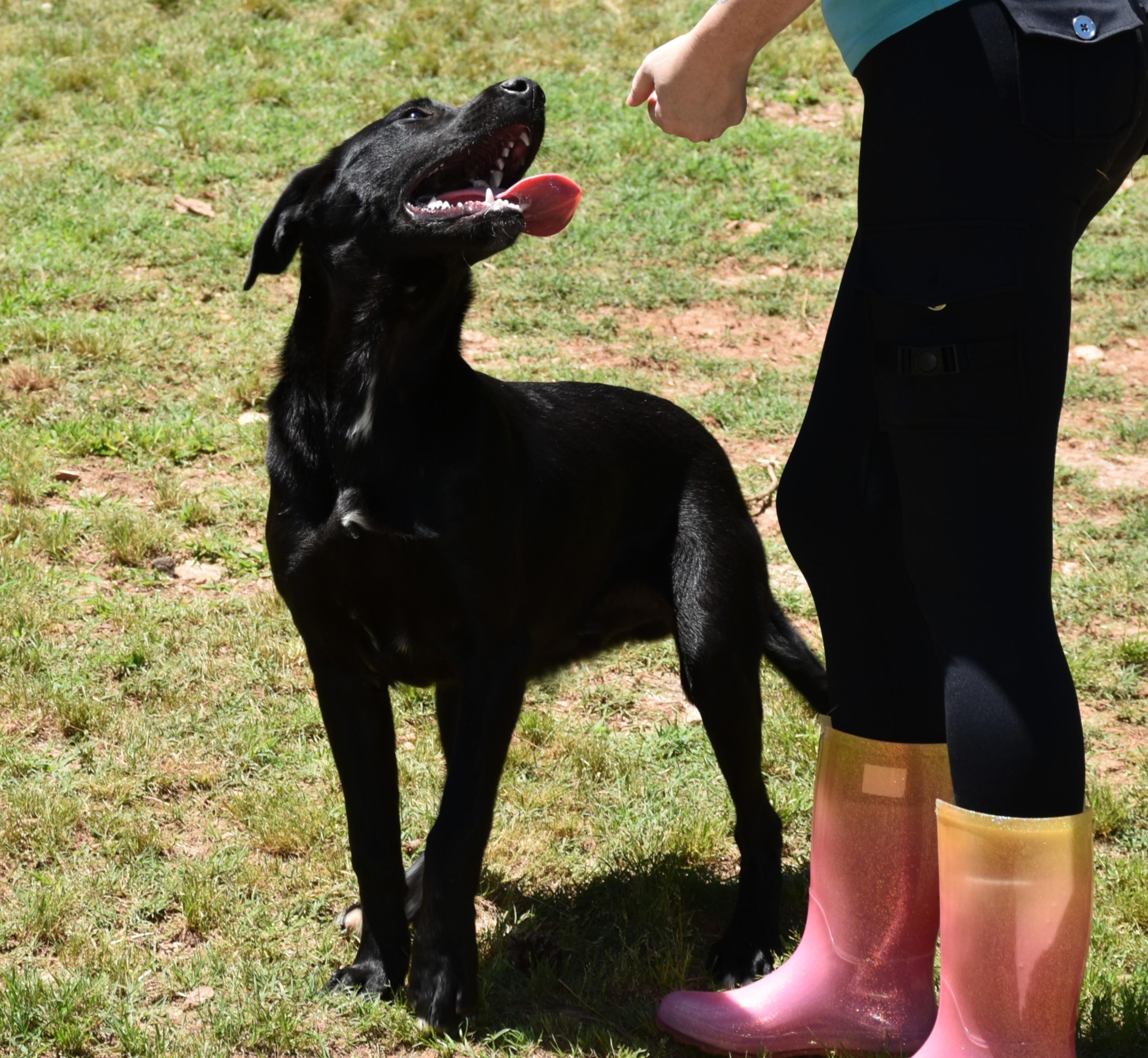 Ace, a ADOPTABLE mixed breed in Wedowee, AL image 6/6