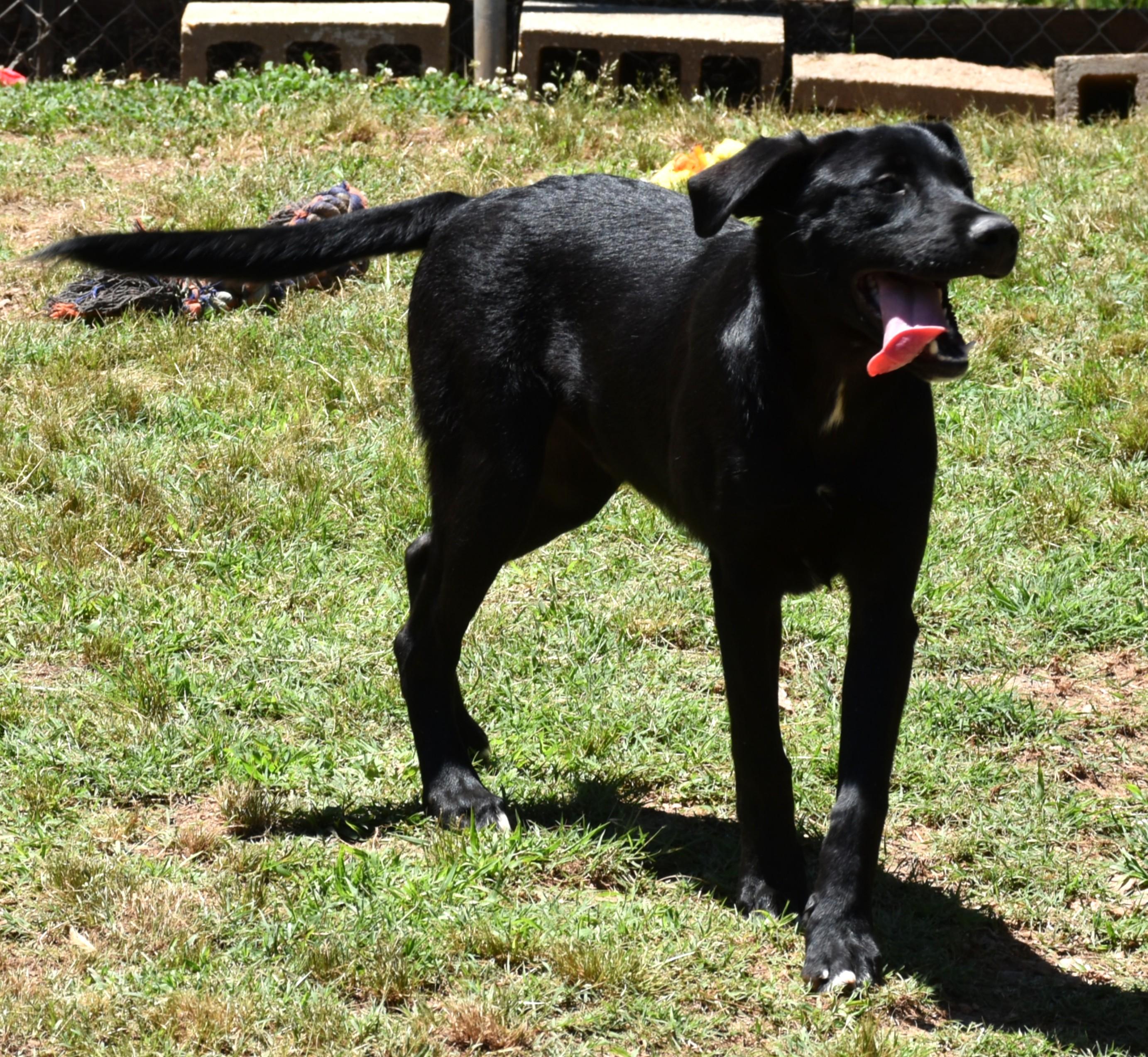 Ace, a ADOPTABLE mixed breed in Wedowee, AL image 5/6