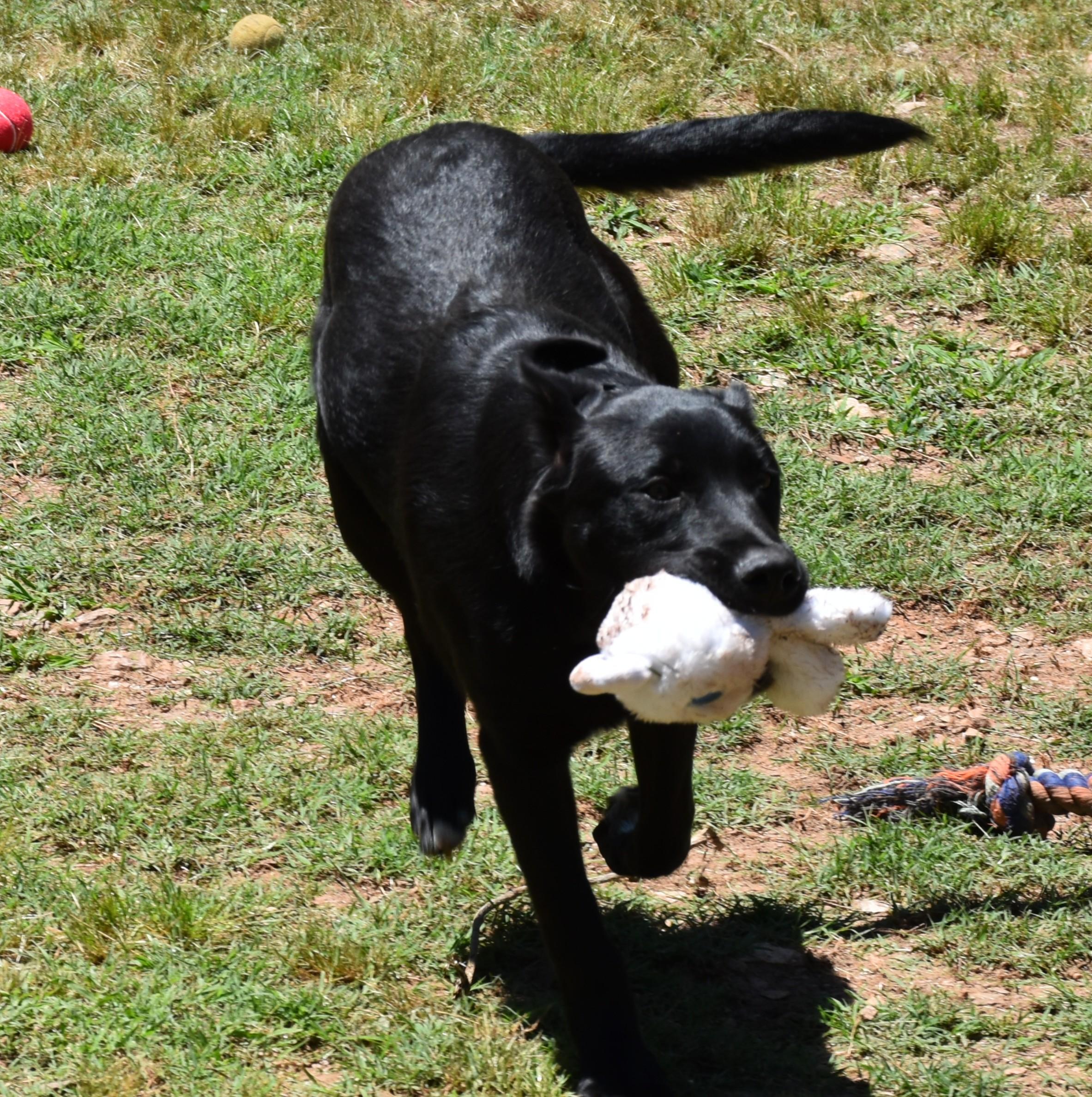 Ace, a ADOPTABLE mixed breed in Wedowee, AL image 4/6