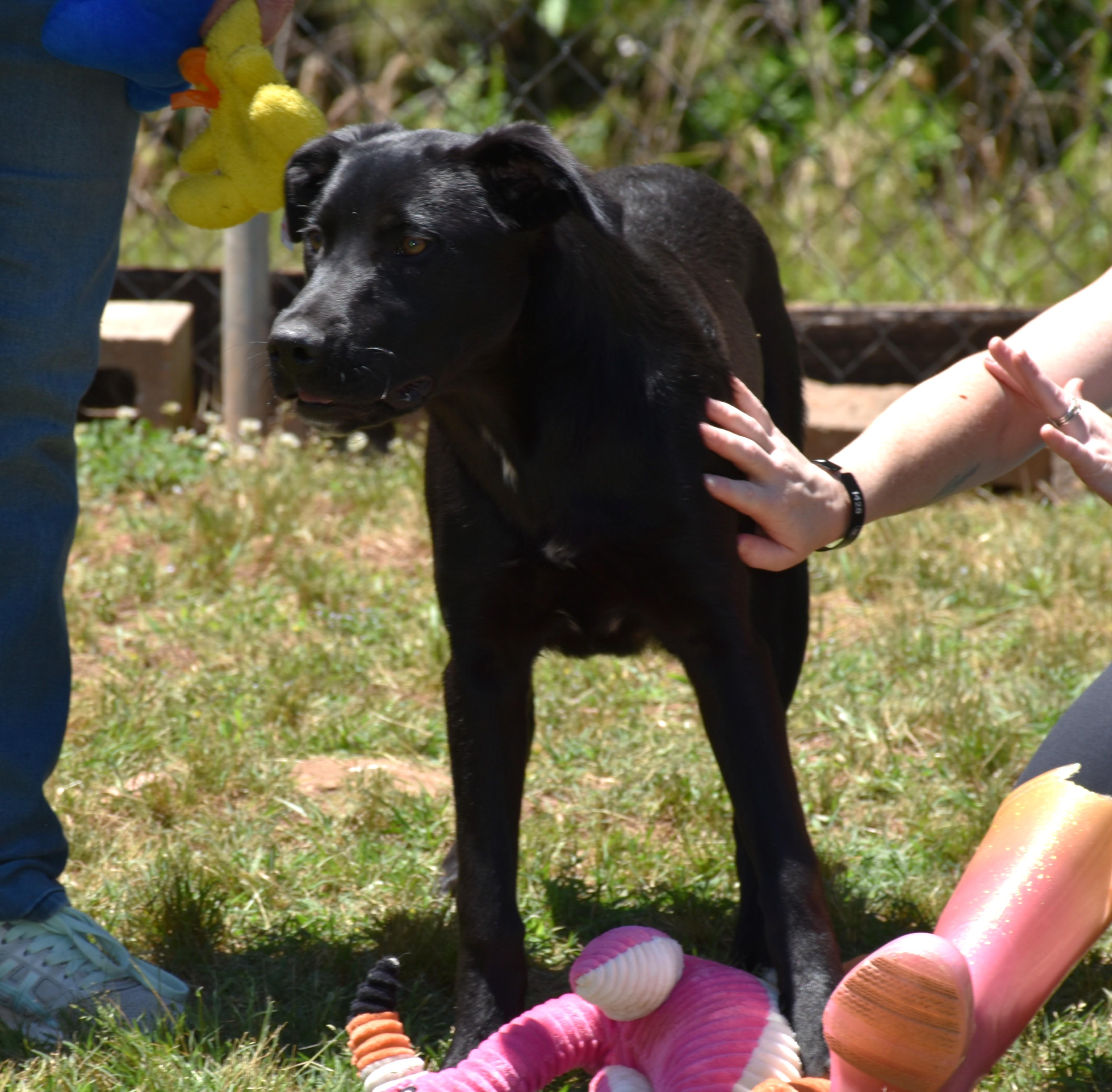 Ace, a ADOPTABLE mixed breed in Wedowee, AL image 2/6