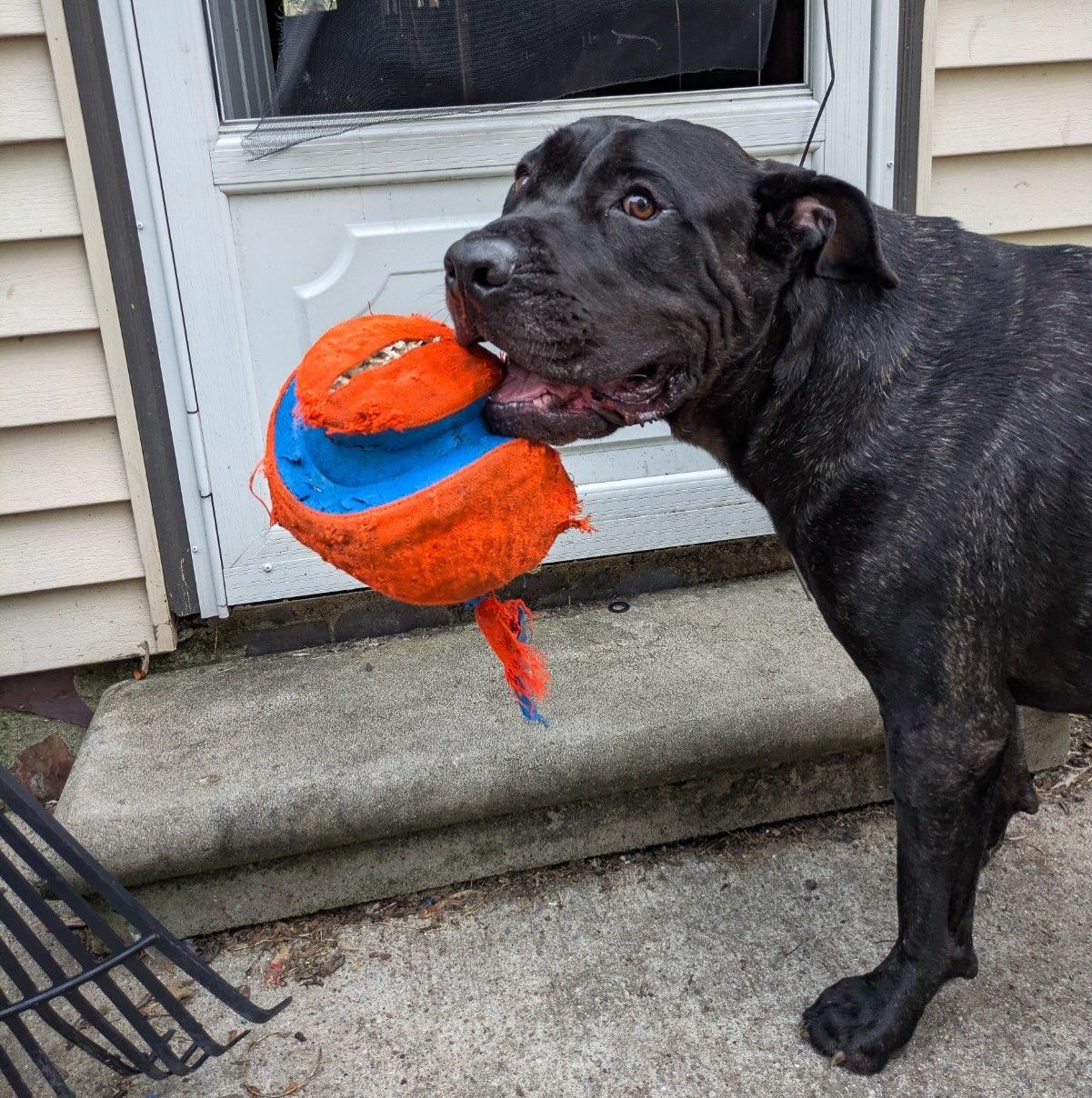 Enlarge Mr. Big Head, an adopted mixed breed in Detroit, MI image 4/4