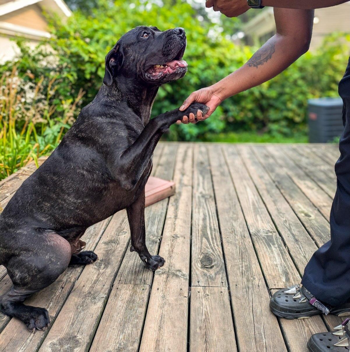 Enlarge Mr. Big Head, an adopted mixed breed in Detroit, MI image 2/4