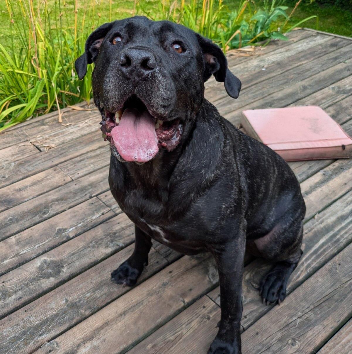 Mr. Big Head, adopted, Adult Male American Staffordshire Terrier.
