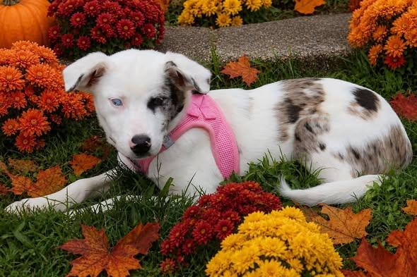 Minnie, ADOPTABLE, Young Female Australian Shepherd.