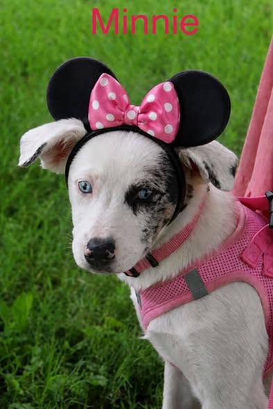 Enlarge Minnie, a ADOPTABLE Australian Shepherd in Louisville, KY image 2/4
