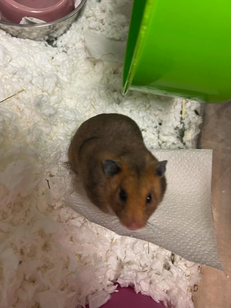 Deviled Eggs, Adopted, Adult Female Hamster & Dwarf Hamster.