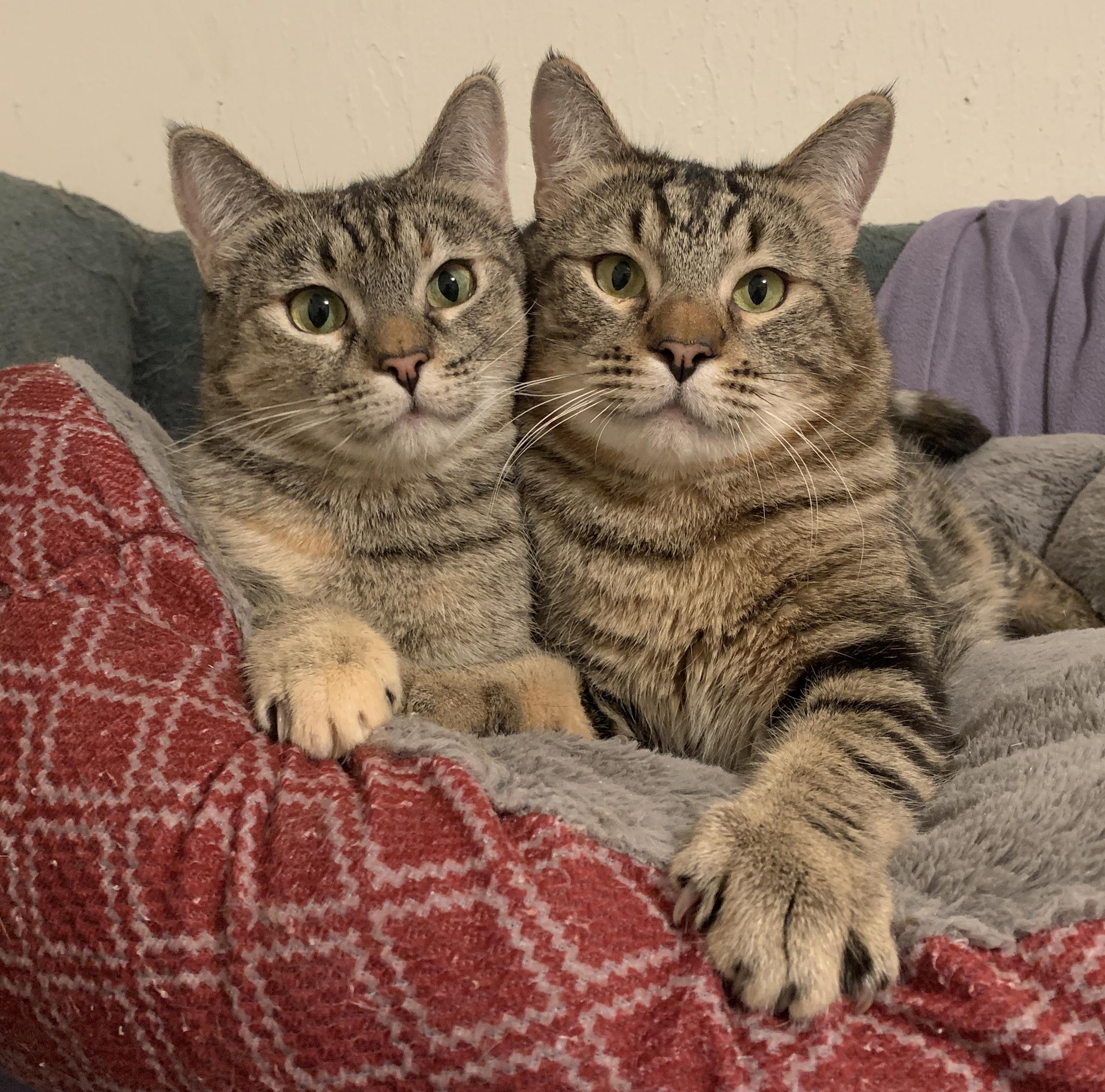 Aggie & Arthur-Cerebellar Hypoplasia, Adoptable, Adult Female Torbie.