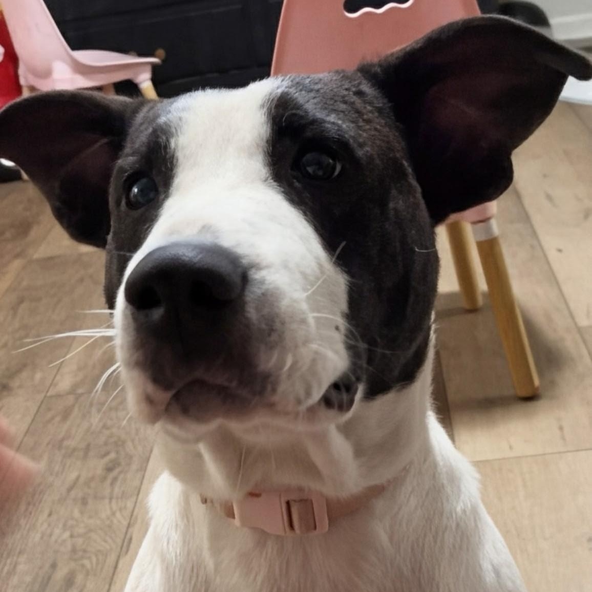 Enlarge Cinderella, a Adoptable mixed breed in Joppa, AL image 1/3