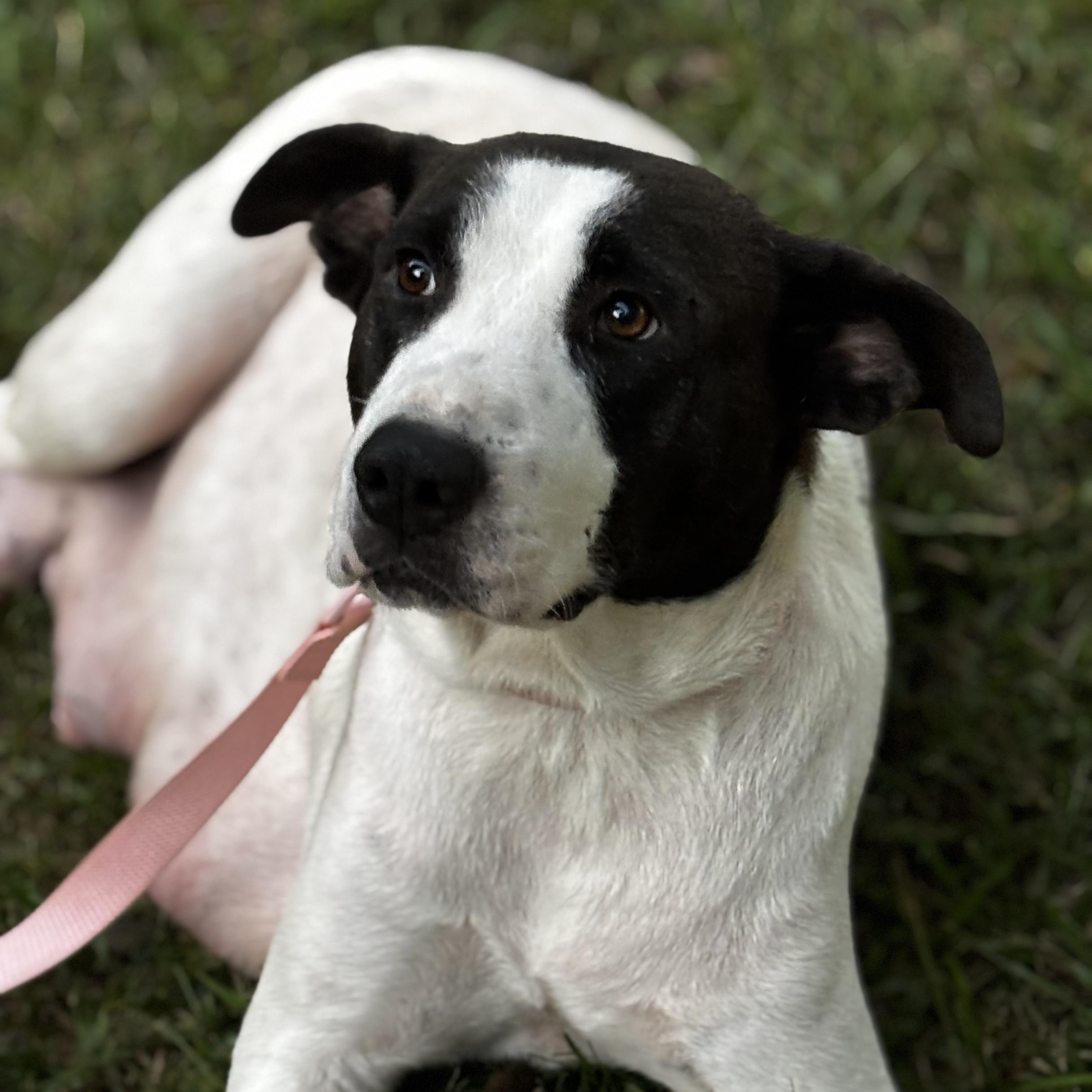 Enlarge Cinderella, a Adoptable mixed breed in Joppa, AL image 2/3