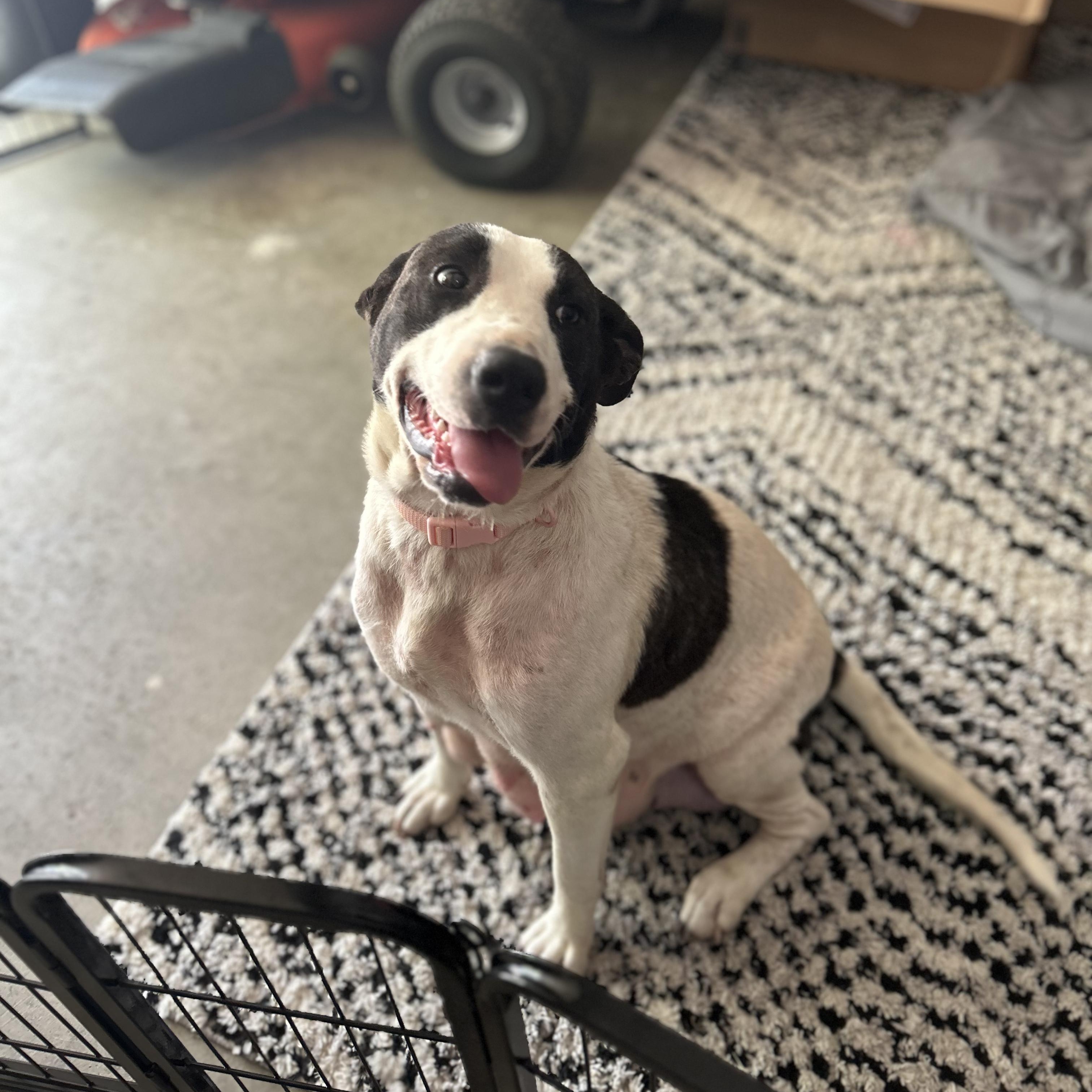 Enlarge Cinderella, a Adoptable mixed breed in Joppa, AL image 3/3