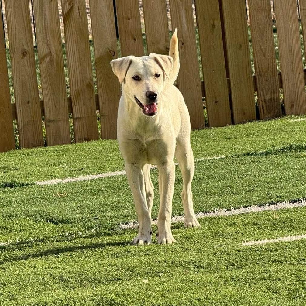 Dixie, ADOPTABLE, Puppy Female Labrador Retriever.