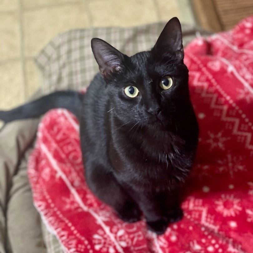 Minnie 2