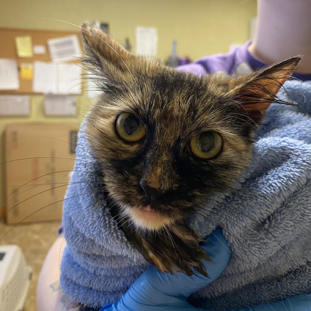 Pixel, Adoptable, Adult Female Domestic Medium Hair.