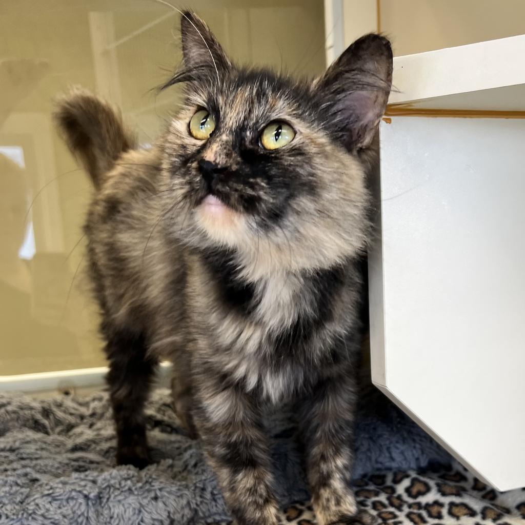 Enlarge Pixel, a Adoptable mixed breed in Aberdeen, WA image 2/6