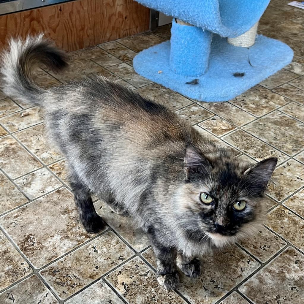 Enlarge Pixel, a Adoptable mixed breed in Aberdeen, WA image 3/6