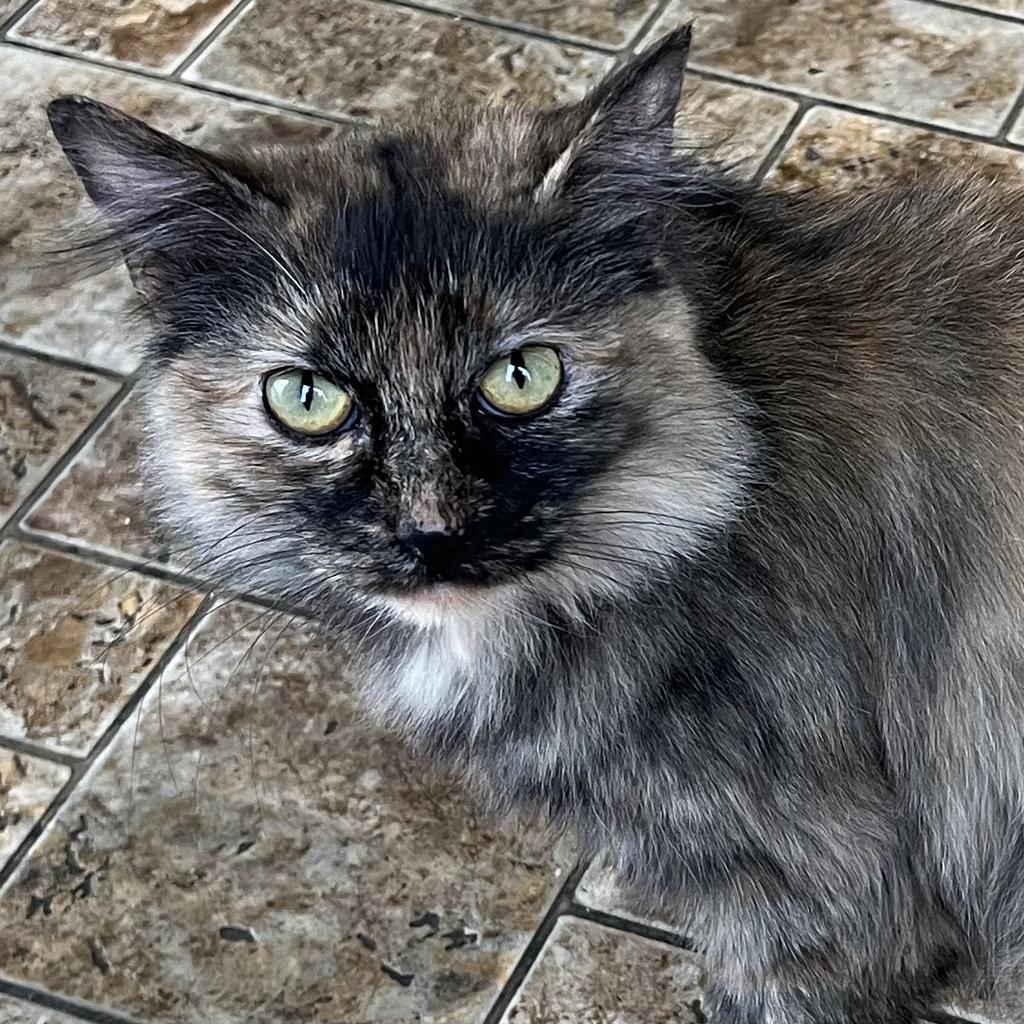 Enlarge Pixel, a Adoptable mixed breed in Aberdeen, WA image 4/6