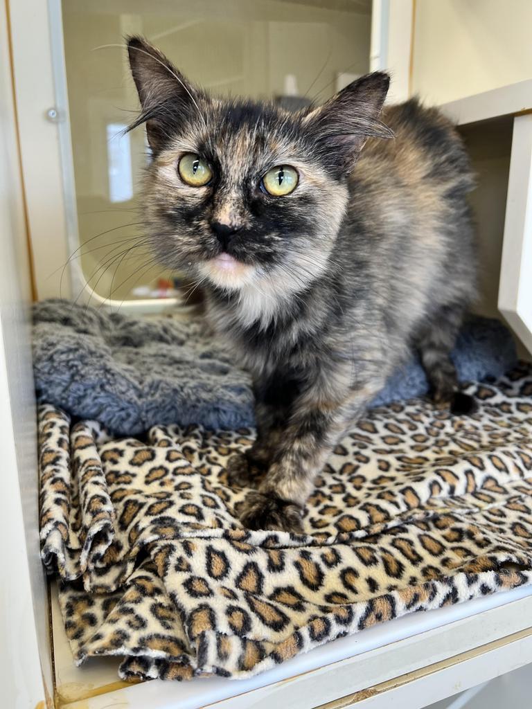 Enlarge Pixel, a Adoptable mixed breed in Aberdeen, WA image 5/6