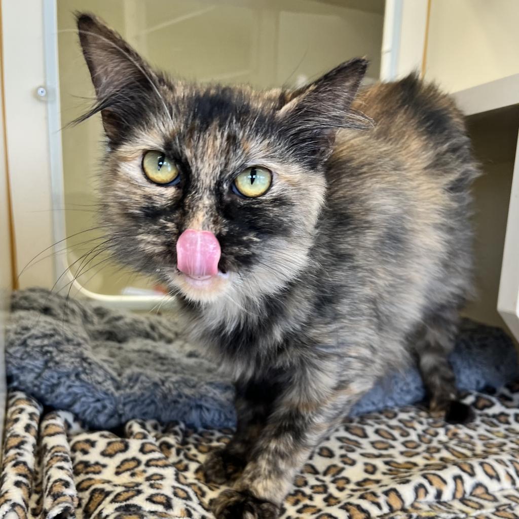 Enlarge Pixel, a Adoptable mixed breed in Aberdeen, WA image 6/6