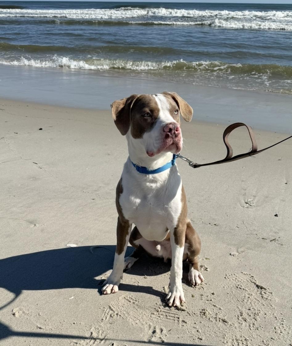 Enlarge Dublin , an adopted mixed breed in Hackettstown, NJ image 2/6