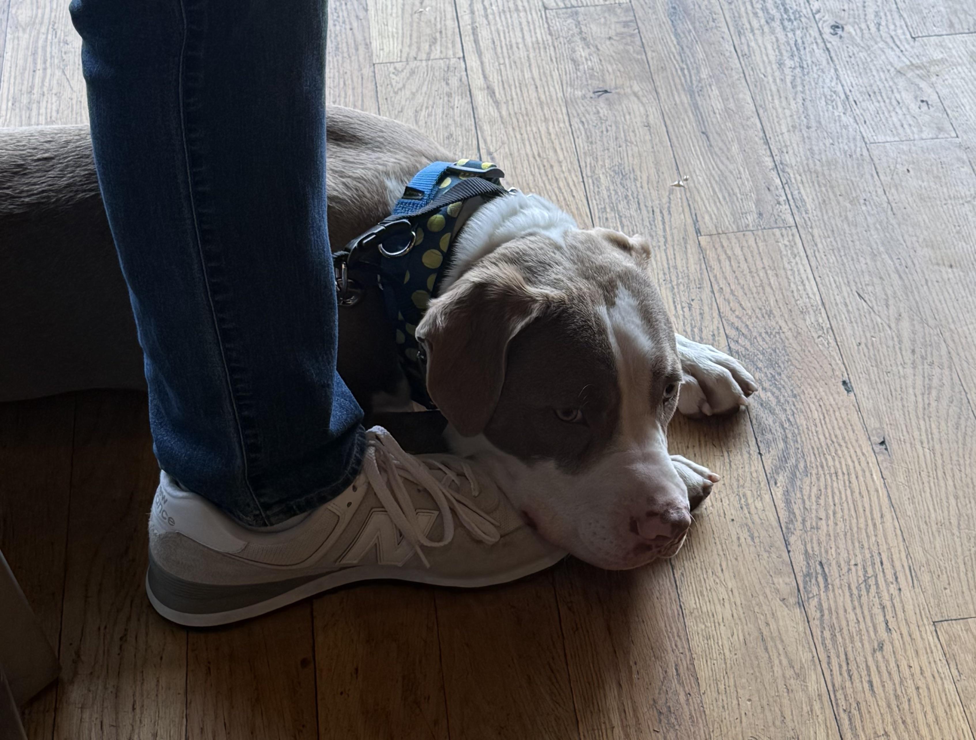 Enlarge Dublin , an adopted mixed breed in Hackettstown, NJ image 4/6