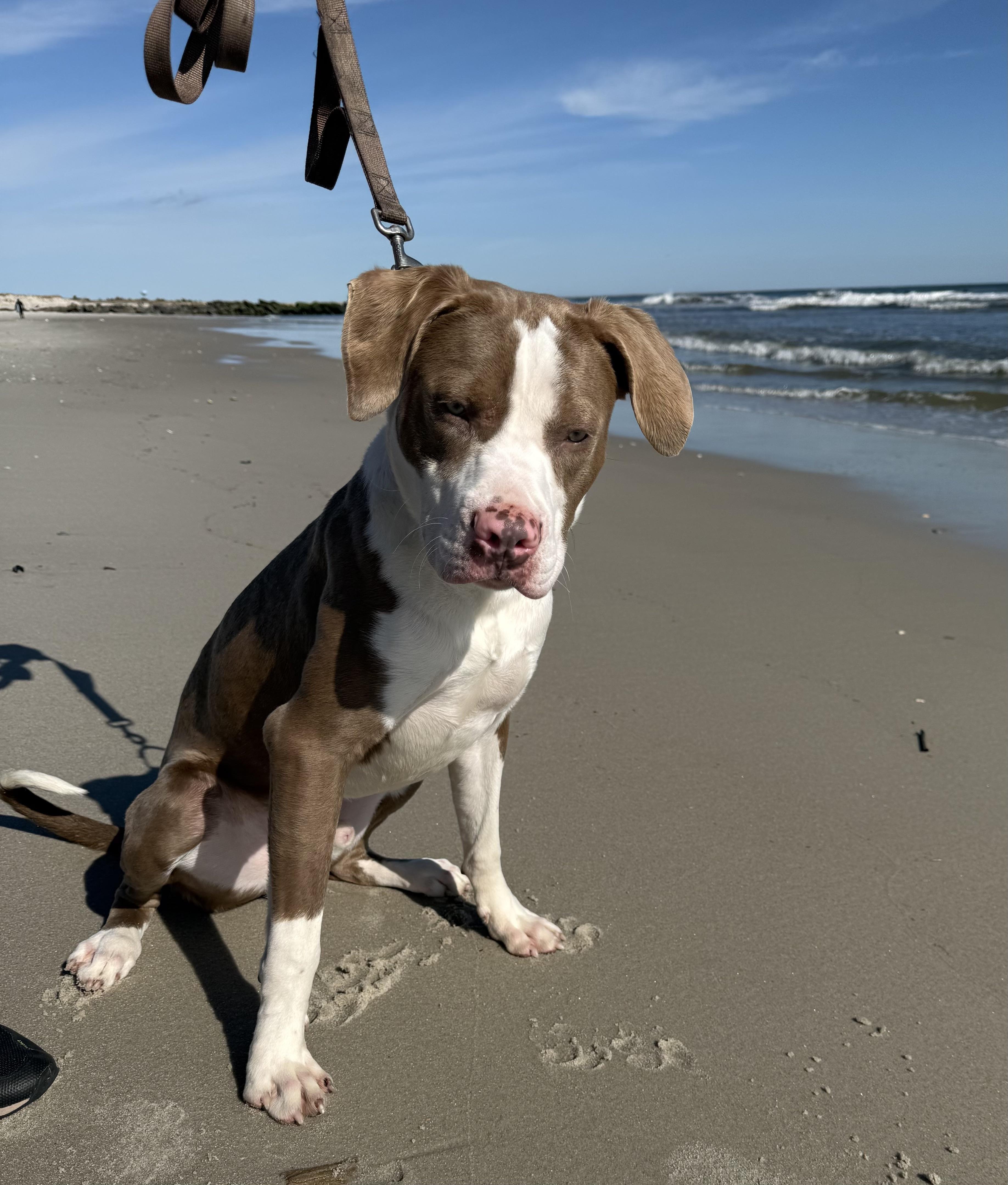 Enlarge Dublin , an adopted mixed breed in Hackettstown, NJ image 6/6