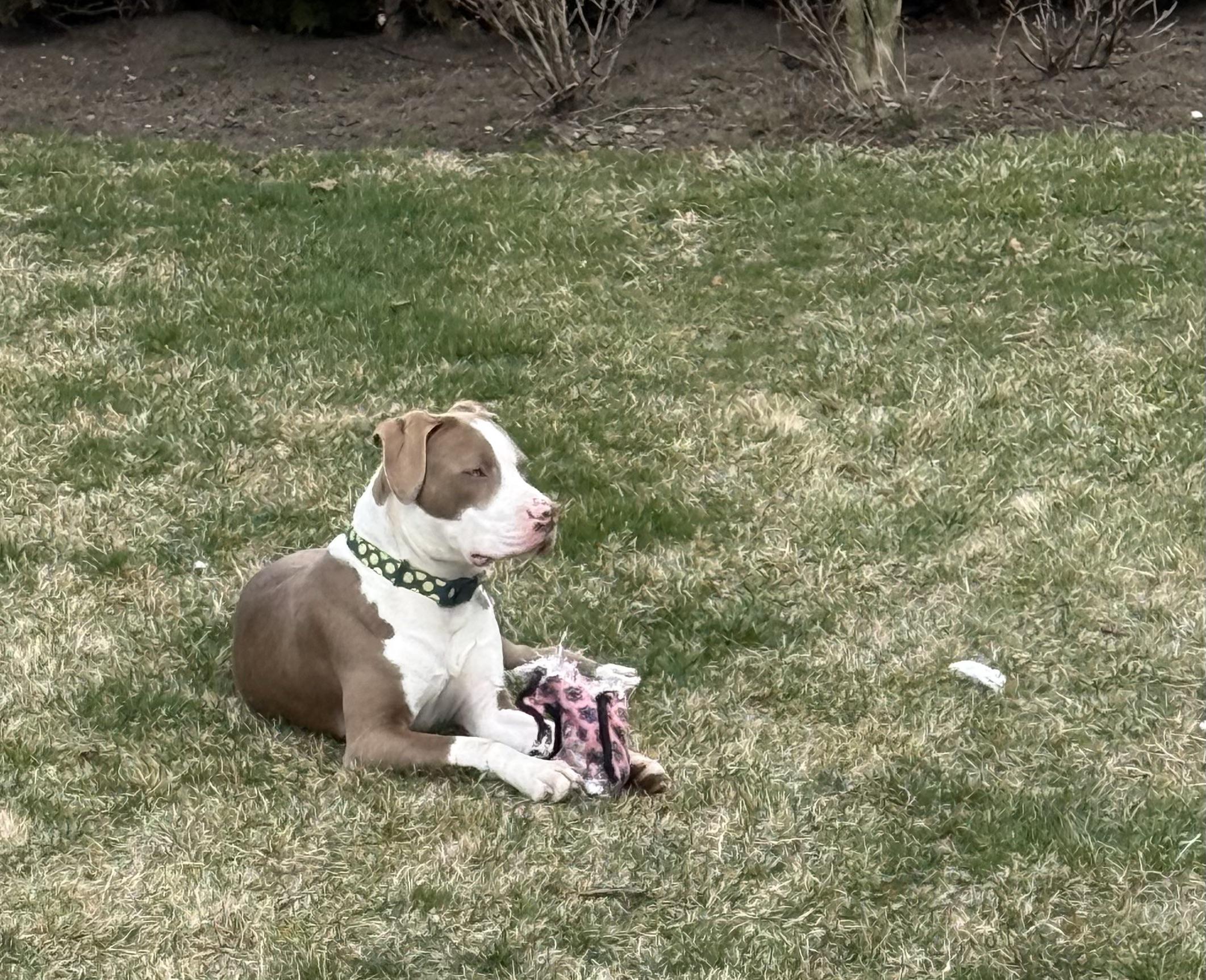 Enlarge Dublin , an adopted mixed breed in Hackettstown, NJ image 5/6