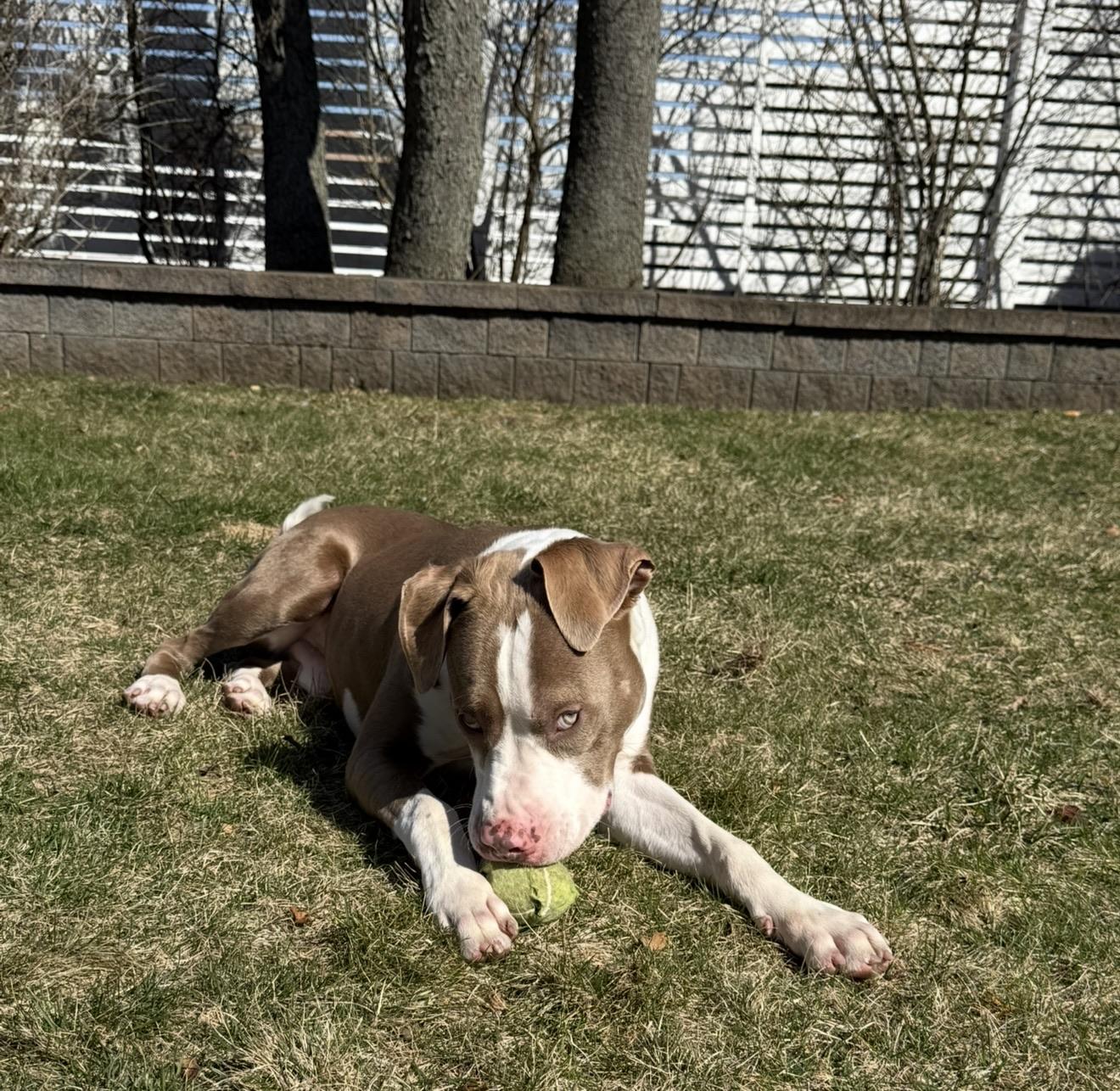 Enlarge Dublin , an adopted mixed breed in Hackettstown, NJ image 3/6