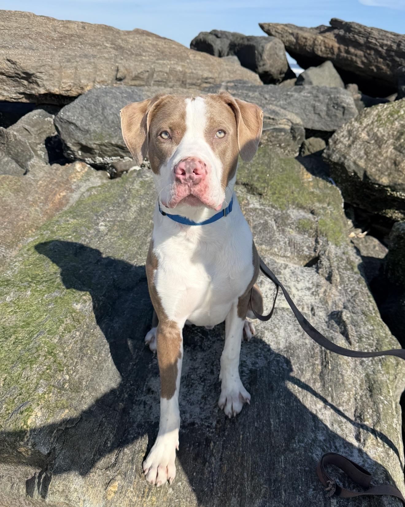 Enlarge Dublin , an adopted mixed breed in Hackettstown, NJ image 1/6