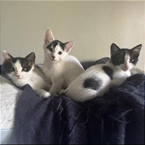 Cookie, Adoptable, Kitten Female Domestic Short Hair.
