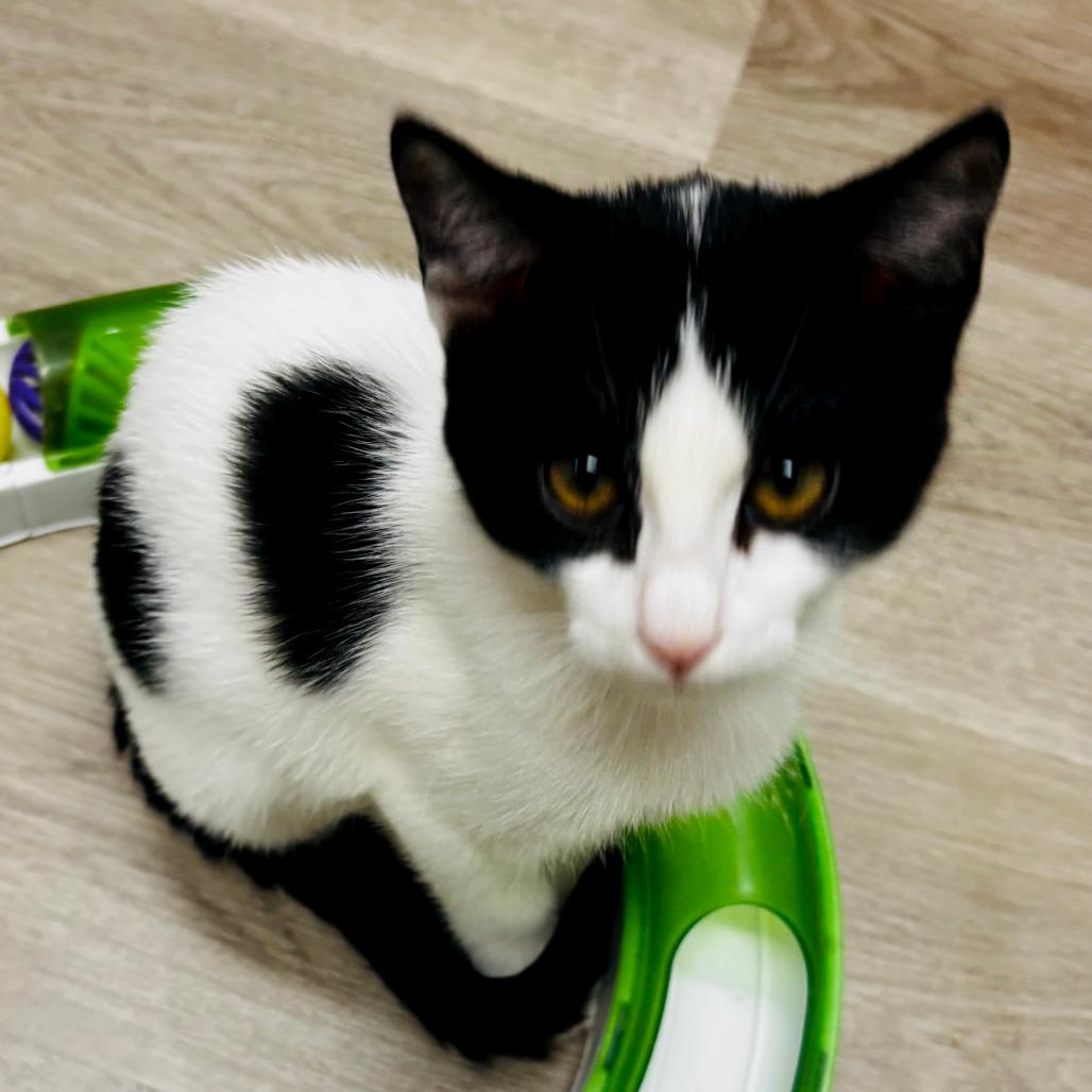 Cookie, a Adoptable Domestic Short Hair in Pleasant Hill, CA image 2/6