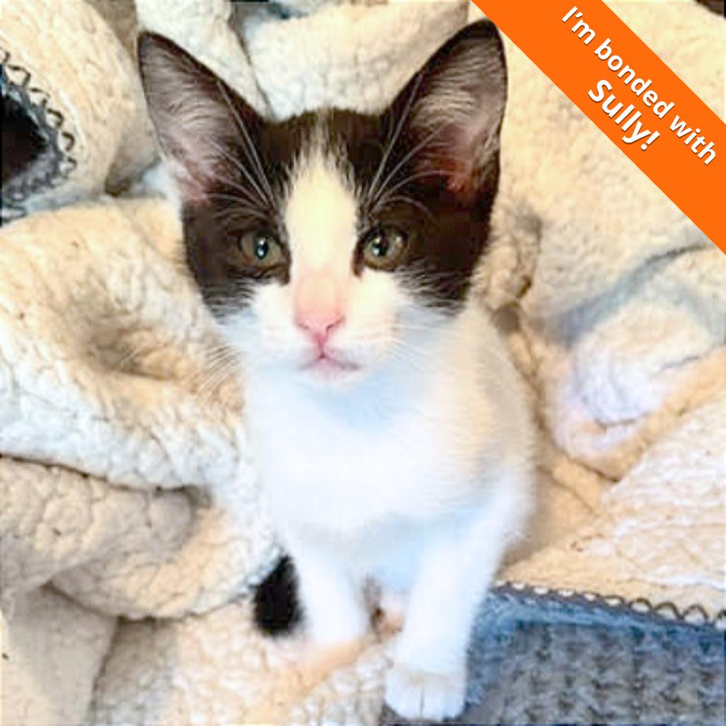 Cookie, a Adoptable Domestic Short Hair in Pleasant Hill, CA image 3/6