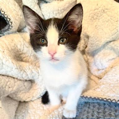 Cookie, a Adoptable Domestic Short Hair in Pleasant Hill, CA image 4/6