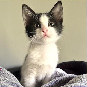 Cookie, a Adoptable Domestic Short Hair in Pleasant Hill, CA image 5/6
