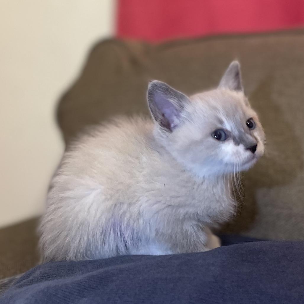 Enlarge Chia, a Adoptable Snowshoe in Tucson, AZ image 1/2