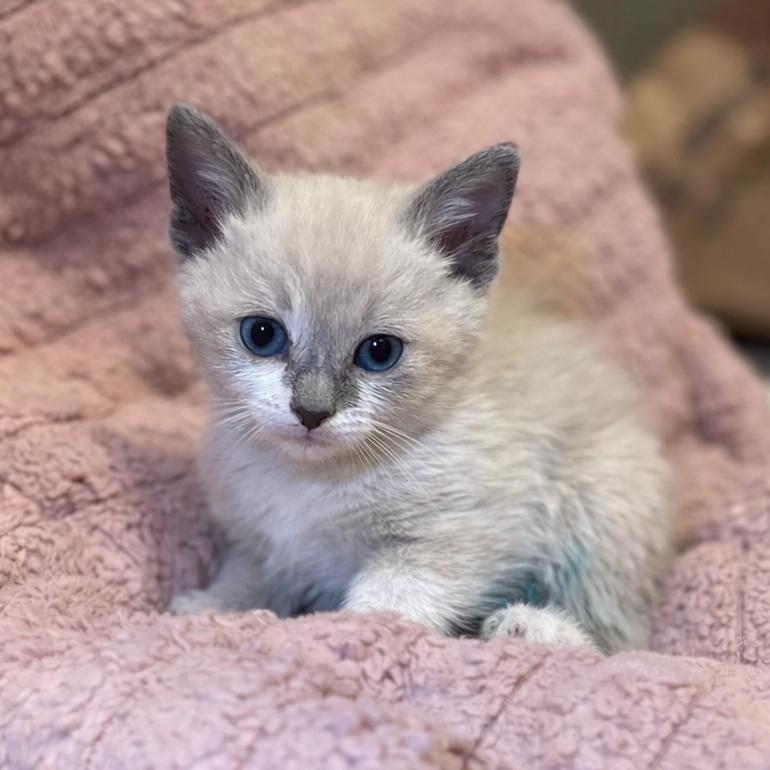 Enlarge Chia, a Adoptable Snowshoe in Tucson, AZ image 2/2