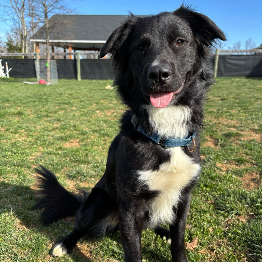 Enlarge Princeton, a Adoptable Mixed Breed in Marshall, VA image 1/6