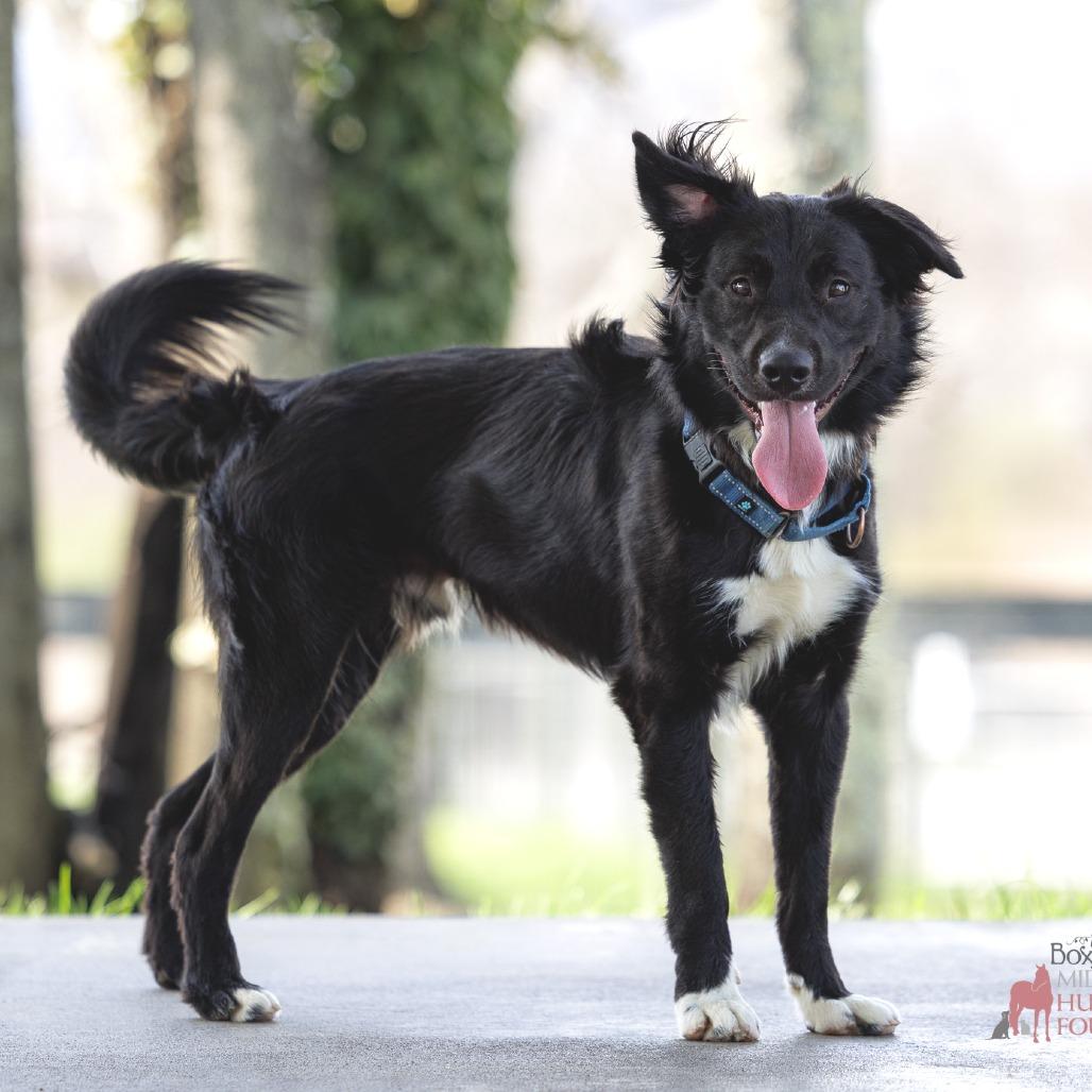 Enlarge Princeton, a Adoptable Mixed Breed in Marshall, VA image 2/6