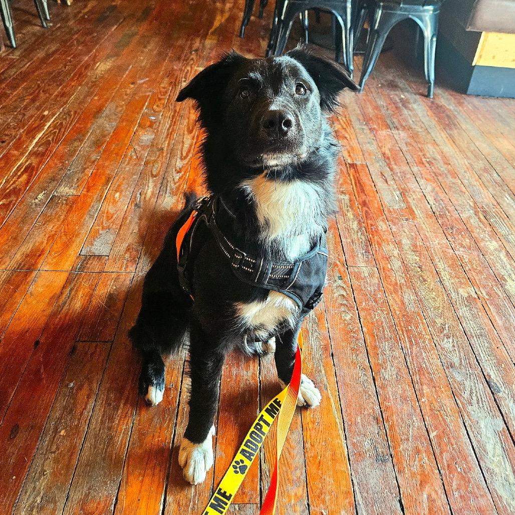 Enlarge Princeton, a Adoptable Mixed Breed in Marshall, VA image 4/6